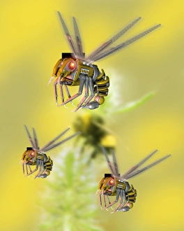 Prints of Robot insects. Computer artwork of MEM (microelectromechanical) robots based on the design of a bee. An organic bee can be seen in the background Images Dated 2006 May: MEM Robot Bee Print