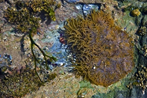 Devon Coastline Scenery Prints: Rock Pool
