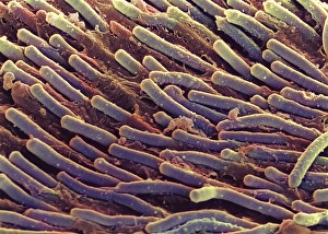 Rod Cells Print: Coloured SEM of Rod Cells in Retina