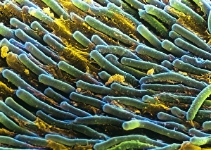 Images Dated 2000 September: Rod Cells Print - Coloured SEM of Rod Cells in Retina