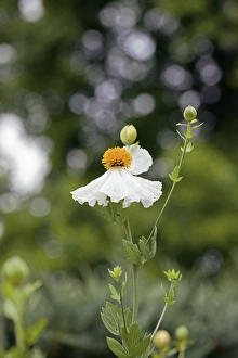 Rare Flowering Plants Prints: Romneya sp