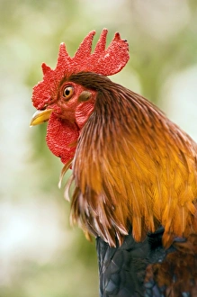 Bird Species Prints: Rooster