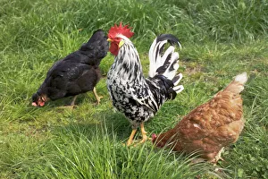 Rooster on Farm Print
