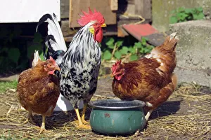 Farmyard Animals Prints: Rooster and hens