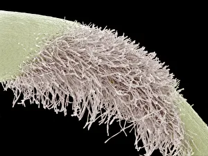 Prints of Root of a germinating red chard seed. Coloured scanning electron micrograph (SEM) of a red chard seed (Beta vulgaris var. cicla) root Images Dated 2008 March: Red Chard Seed Root Print, SEM