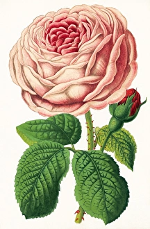 Floral Photography Prints: Rose