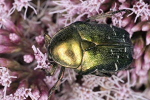 Rose Chafer Beetle Prints: Rose chafer beetle