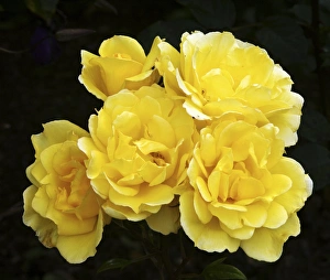 Rare Flowering Plants Prints: Rose (Rosa Especially For You )