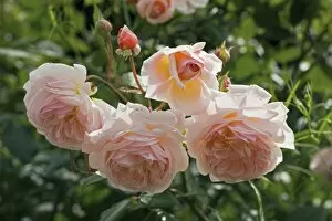 Rosa Sweet Juliet® 'AUSleap' (Double Pink David Austin Rose, Sweet