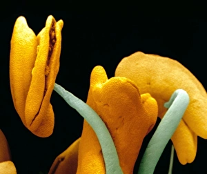 Rose stamens showing pollen sacs Rose stamens showing pollen sacs