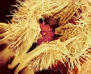 Images Dated 30th August 2002: Rosebay pollination, SEM