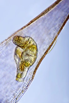 Light Micrograph Images Prints: Rotifer foot, light micrograph