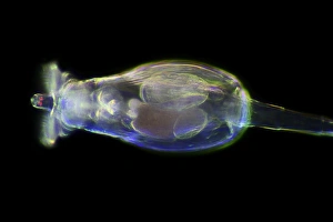 Images Dated 8th March 2013: Rotifer Print: A Rotifera Phylum Microscopic Aquatic Animal