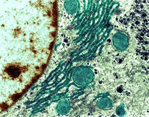 Electron Microscopy Images Prints: Rough endoplasmic reticulum, TEM