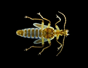 Light Micrograph Prints: Rove beetle, light micrograph C014 / 4873