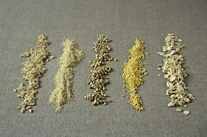 Whole Grain Foods Prints: Row of grains