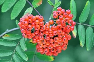 Images Dated 3rd February 2011: Rowan berries