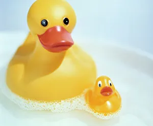 Images Dated 2003: Rubber Duck Print in a Foamy Bath