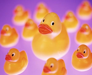 Prints of Rubber ducks Images Dated 2003 February: Rubber Duck Print