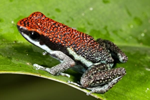 Yasuni National Park Animals Prints: Ruby poison frog C016 / 7771