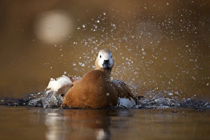 Autumn Wildlife UK Prints: Ruddy shellduck bathing