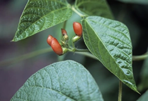 Runner bean (Phaseolus Scarlet Runner') Runner bean (Phaseolus Scarlet Runner')