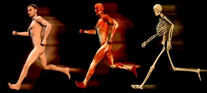 Prints of Running man. Three shots of a man running, showing his muscular structure (centre) and his skeletal structure (right) Images Dated 2005 January: Running Man Print - Muscular and Skeletal Structure Comparison
