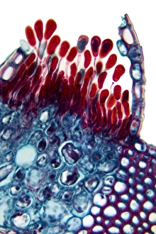 Images Dated 1st February 2012: Rust fungus in a leaf print