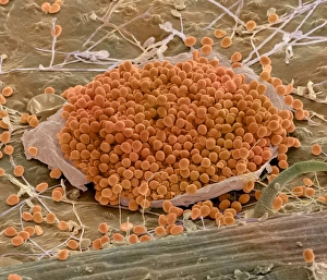 Prints of Rust fungus. Coloured scanning electron micrograph (SEM) of spores of the mint rust fungus (Puccinia menthae, orange) on the surface of a peppermint leaf (Mentha piperita) Images Dated 2004 November: Rust fungus Print: SEM image of mint rust spores on peppermint leaf