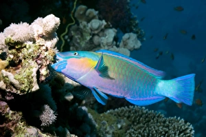 Prints of Rusty parrotfish (Scarus ferrugineus) grazing on corals. Parrotfish are named for their parrot-like beak, which consists of numerous teeth arranged in a tightly packed group Images Dated 2009 March: Rusty Parrotfish Print: Coral Grazing Scene