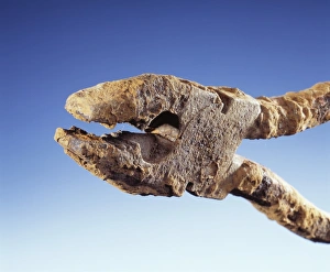 Prints of Corrosion. Steel pliers corroded with patches of rust (orange). Steel is an alloy of iron with a small percentage of carbon and other elements Images Dated 2004 July: Rusty Steel Pliers Print