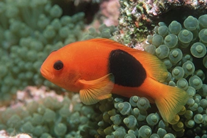 Saddle anemonefish Saddle anemonefish