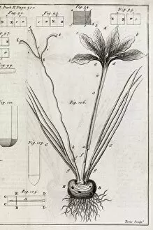 Abridged Collection: Saffron plant, 18th century