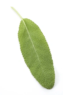 Salvia Officinalis Prints: Sage leaf