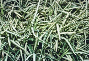 Ornamental Grasses Prints: Saint Augustine grass (Stenotaphrum sp. )