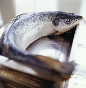 Wild Fish Species Prints: Salmon