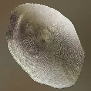 Annular Collection: Salmon scale, SEM