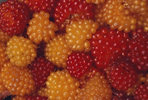 Vitamin C Rich Fruit Prints: Salmonberries