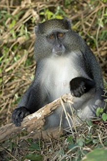 Tropical Forest Primates Prints: Samango monkey