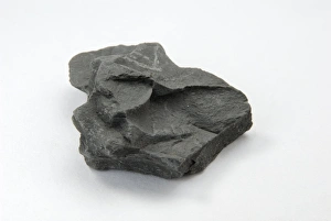 Calcium Carbonate Fossils Prints: Sample of shale