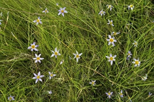 South African Wildflowers Prints: Sand Crocus (Romulea tabularis)