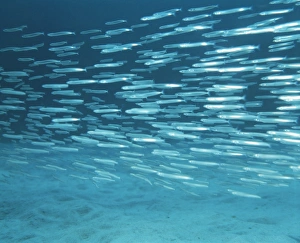 Britain Wildlife Photos Prints: Sand eels