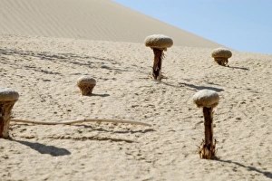 Sand food plants Sand food plants