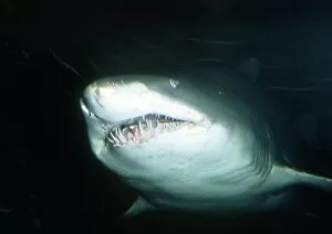 Images Dated 26th November 2001: Sand tiger shark