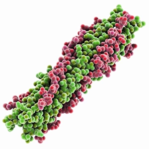 SARS Virus Surface Protein Print