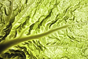 Vegetable Images Prints: Savoy cabbage leaf