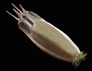 Wind Dispersed Seeds Prints: Scabious seed, SEM