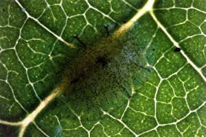 Leaf Dwelling Insects Prints: Scale insect eggs