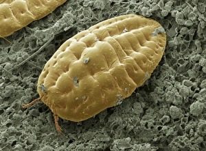 Prints of Scale insect. Coloured scanning electron micrograph (SEM) of a female scale insect (superfamily Coccoidea) Images Dated 2008 April: Scale insect Print, SEM
