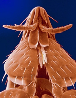 Scanning electron micrograph of cat fleas head Scanning electron micrograph of cat fleas head